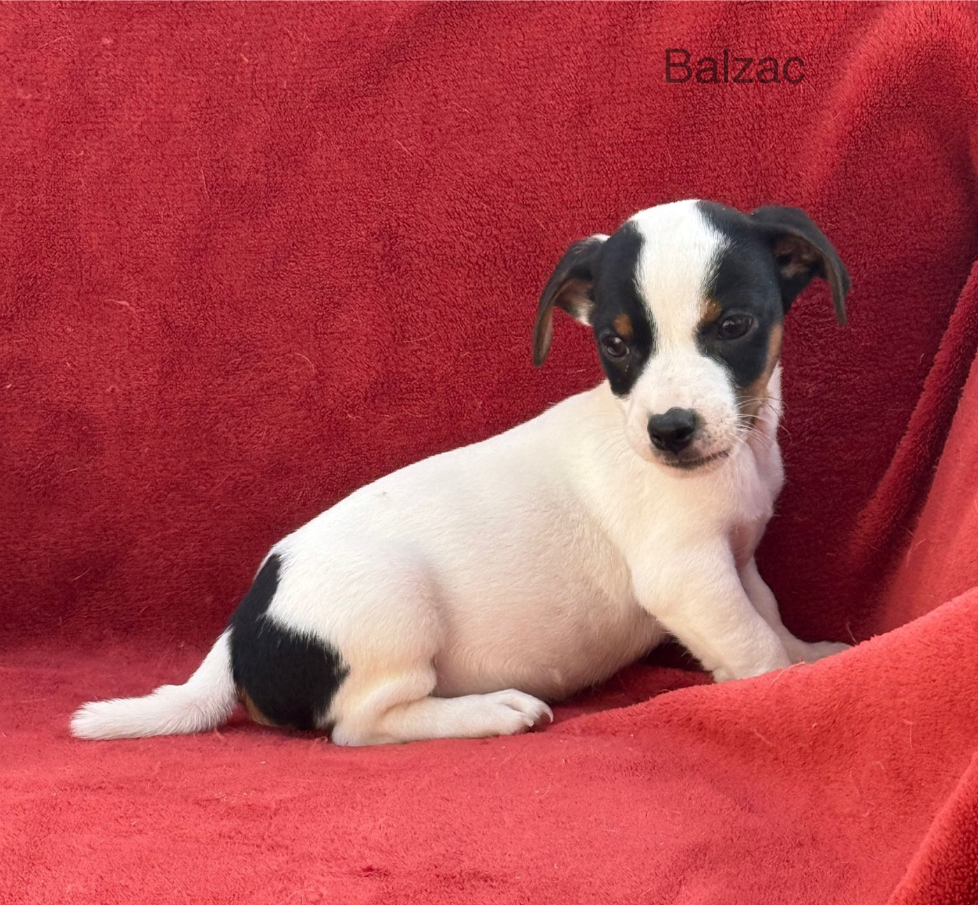 du Domaine de la Clairiere aux Loups - Chiots disponibles - Jack Russell Terrier