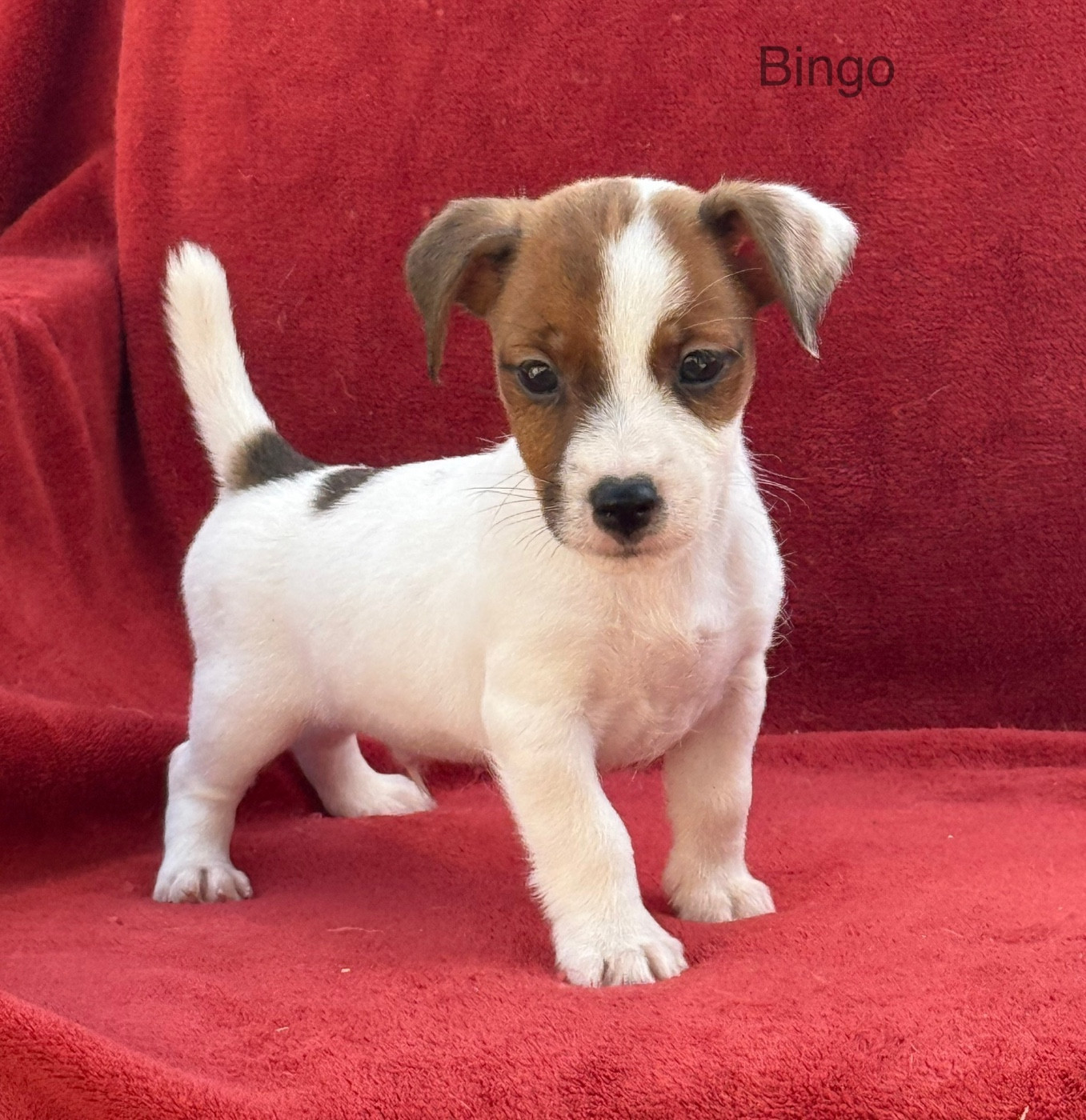 du Domaine de la Clairiere aux Loups - Chiots disponibles - Jack Russell Terrier