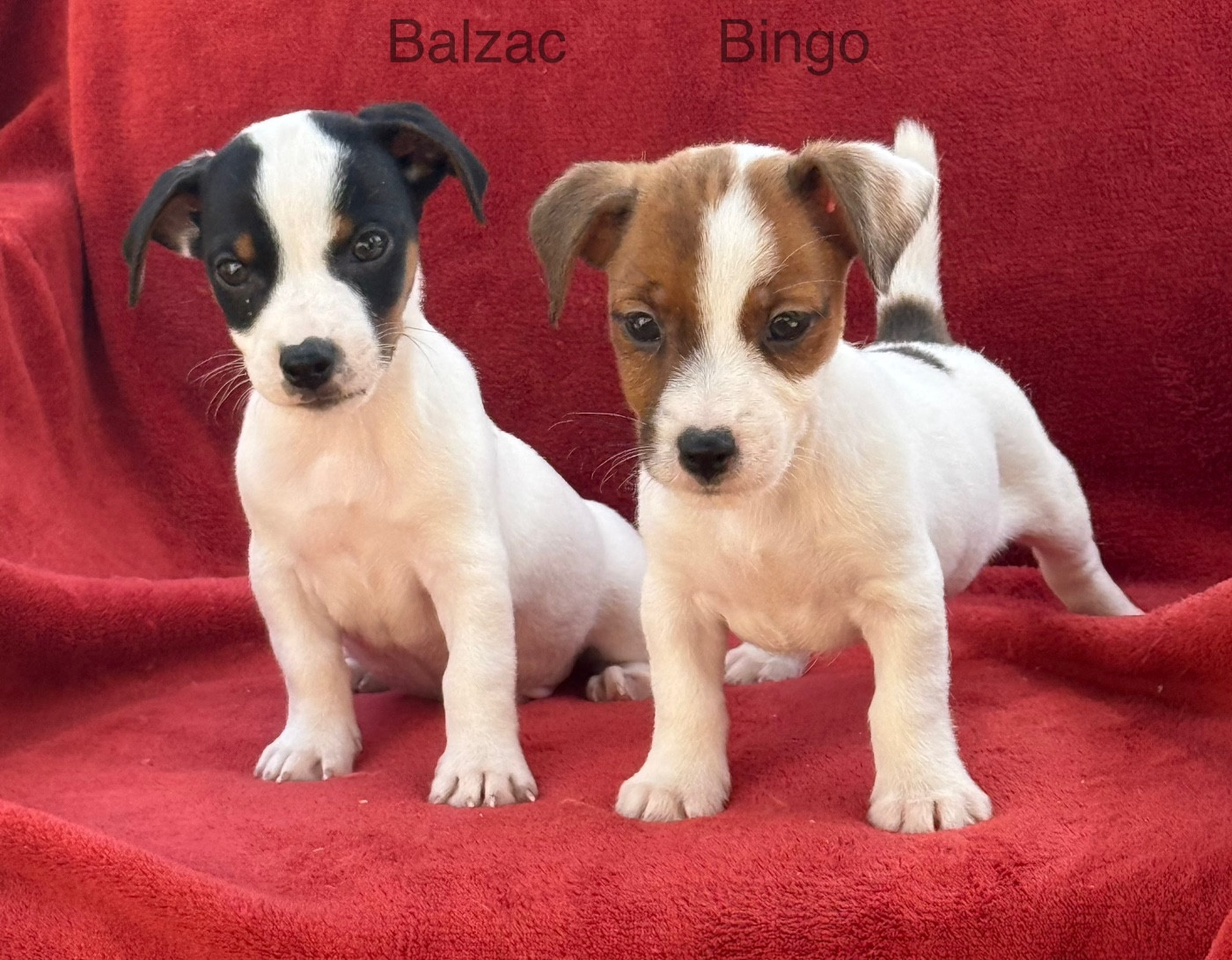 Chiot Jack Russell Terrier du Domaine de la Clairiere aux Loups