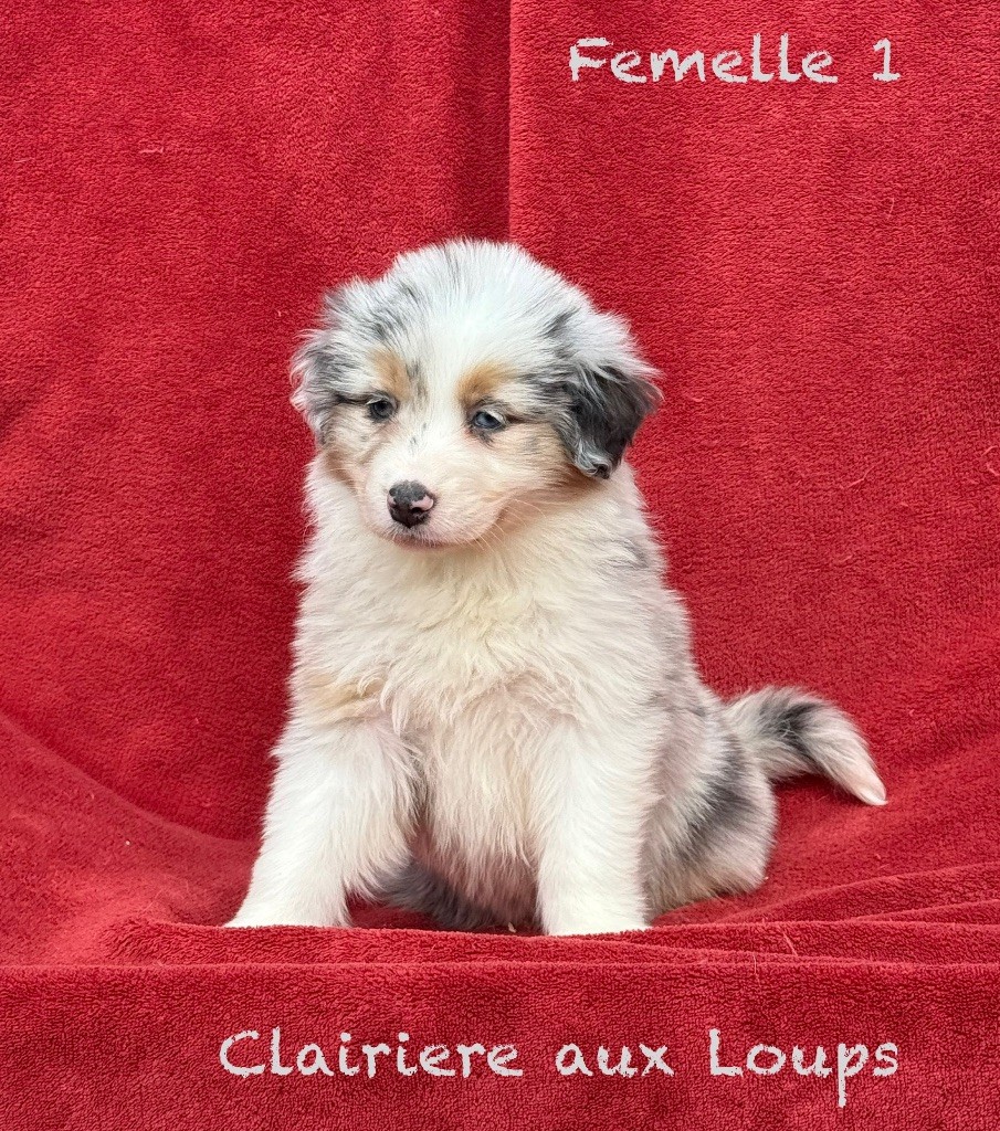 du Domaine de la Clairiere aux Loups - Chiots disponibles - Berger Australien