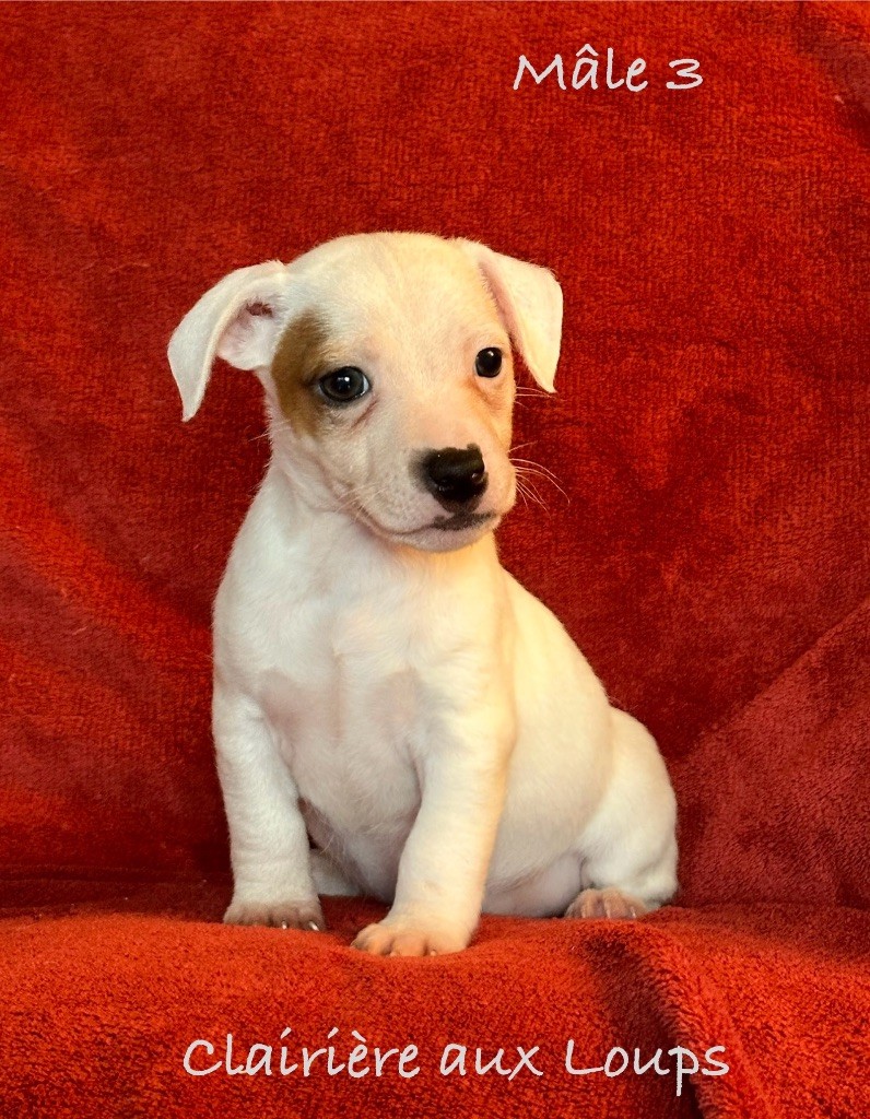 CHIOT mâle 3 VADIM