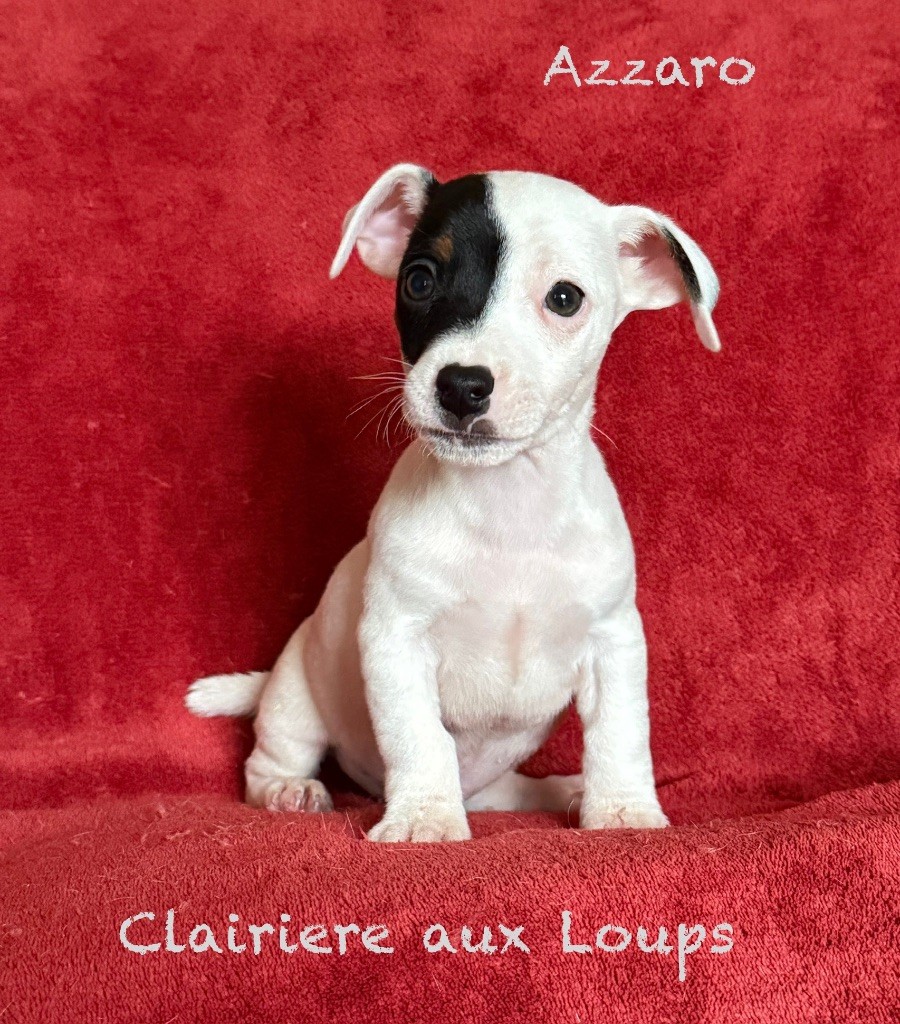 du Domaine de la Clairiere aux Loups - Chiots disponibles - Jack Russell Terrier