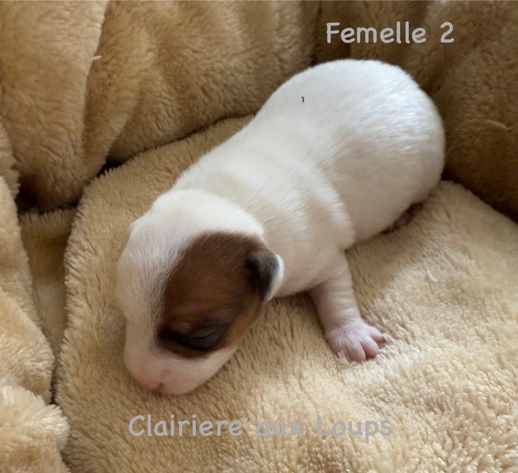 du Domaine de la Clairiere aux Loups - Chiots disponibles - Jack Russell Terrier