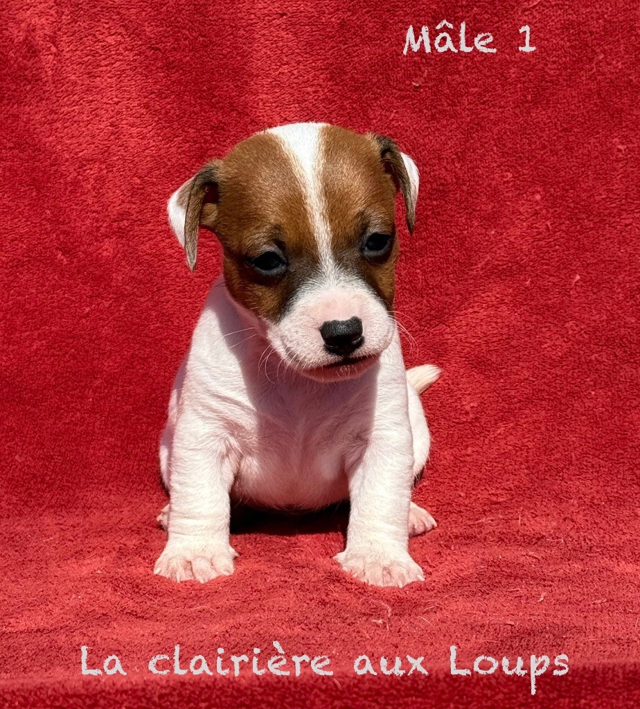 du Domaine de la Clairiere aux Loups - Chiots disponibles - Jack Russell Terrier