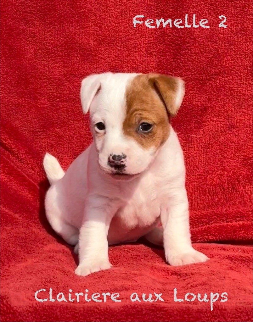 CHIOT FEMELLE 2