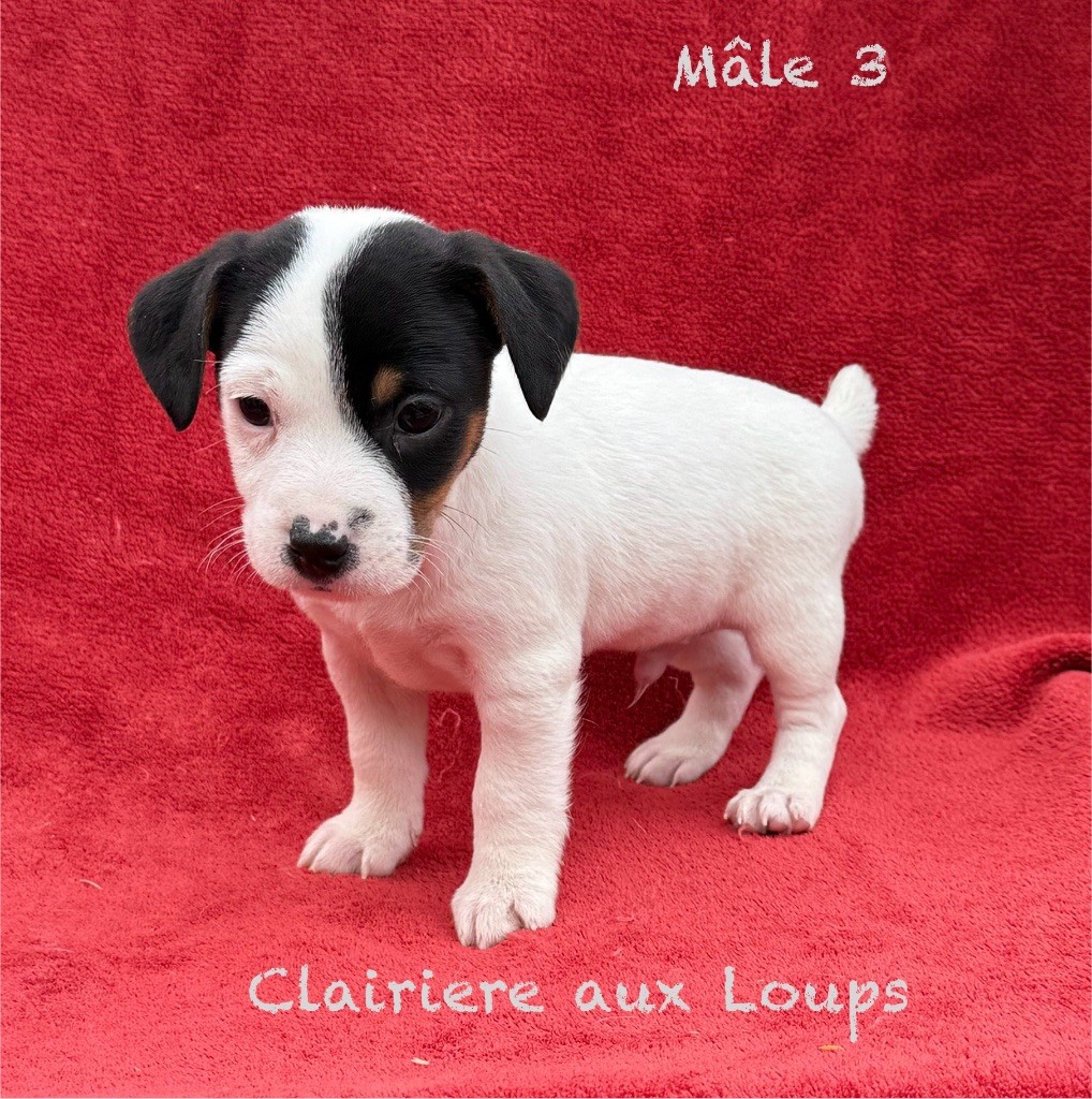 du Domaine de la Clairiere aux Loups - Chiots disponibles - Jack Russell Terrier