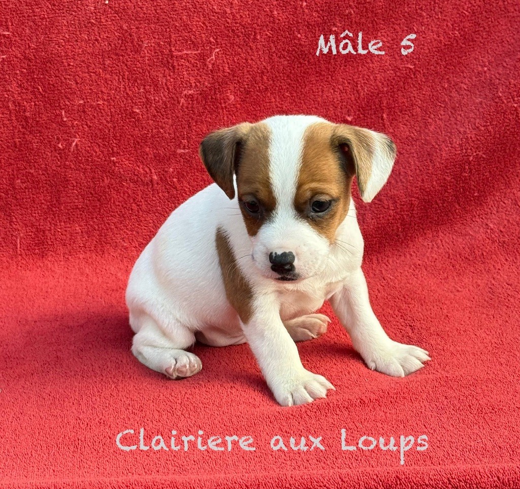 du Domaine de la Clairiere aux Loups - Chiots disponibles - Jack Russell Terrier