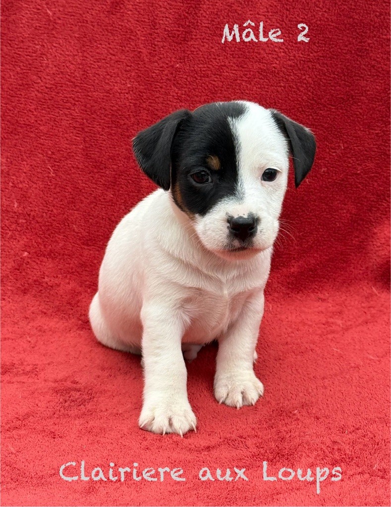 du Domaine de la Clairiere aux Loups - Chiots disponibles - Jack Russell Terrier