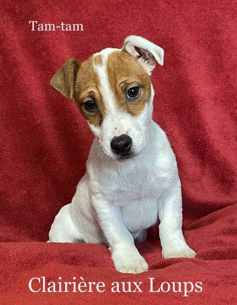 Chiot Jack Russell Terrier du Domaine de la Clairiere aux Loups