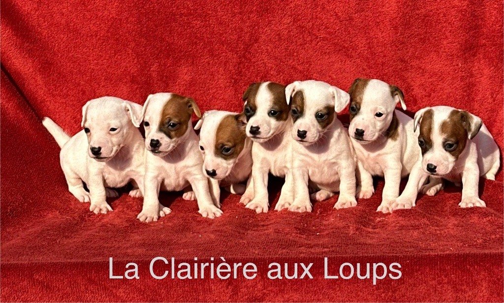 Chiot Jack Russell Terrier du Domaine de la Clairiere aux Loups