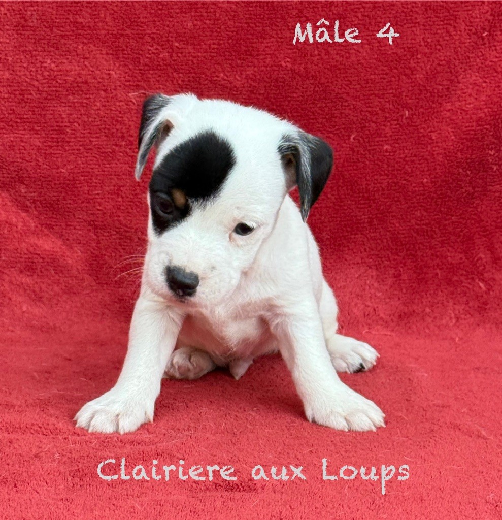 du Domaine de la Clairiere aux Loups - Chiots disponibles - Jack Russell Terrier