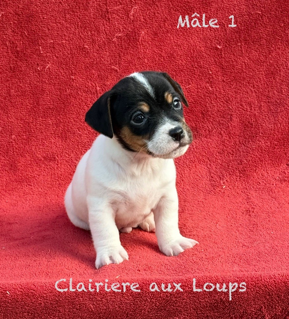 du Domaine de la Clairiere aux Loups - Chiots disponibles - Jack Russell Terrier
