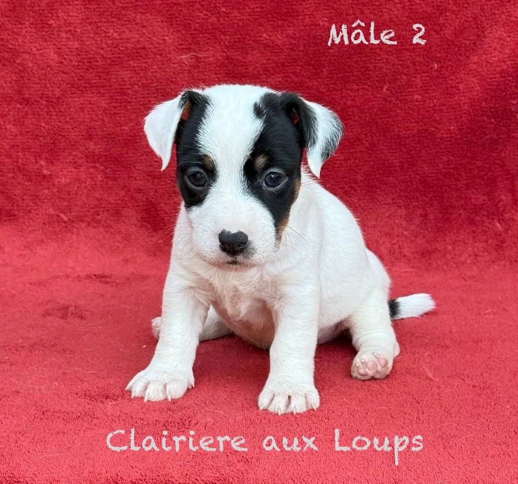 du Domaine de la Clairiere aux Loups - Chiots disponibles - Jack Russell Terrier