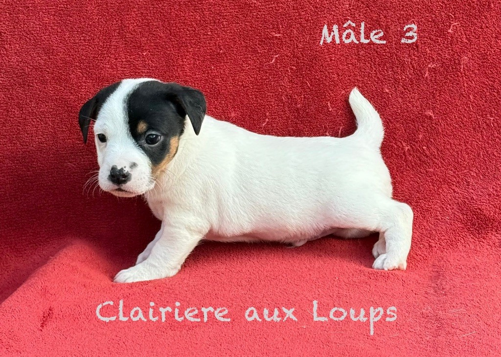 du Domaine de la Clairiere aux Loups - Chiots disponibles - Jack Russell Terrier