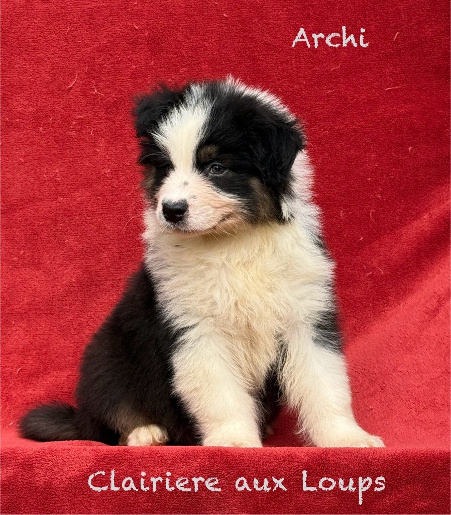 du Domaine de la Clairiere aux Loups - Chiots disponibles - Berger Australien