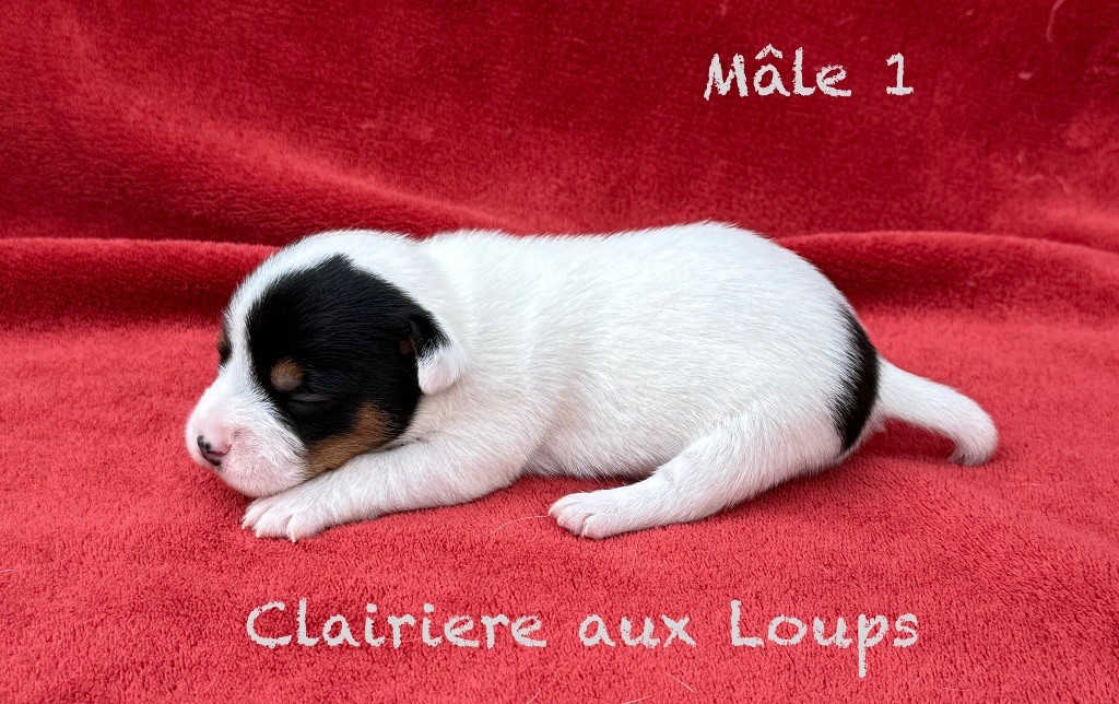 du Domaine de la Clairiere aux Loups - Chiots disponibles - Jack Russell Terrier