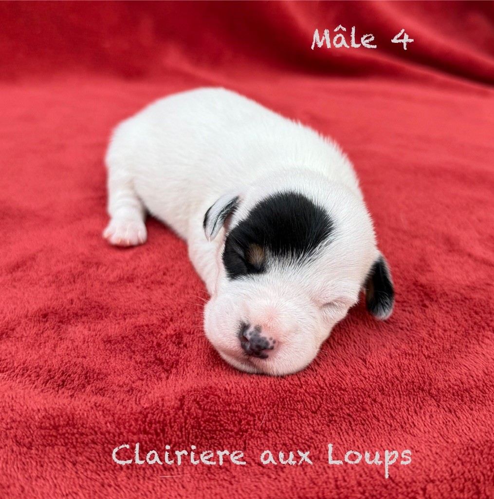 du Domaine de la Clairiere aux Loups - Chiots disponibles - Jack Russell Terrier