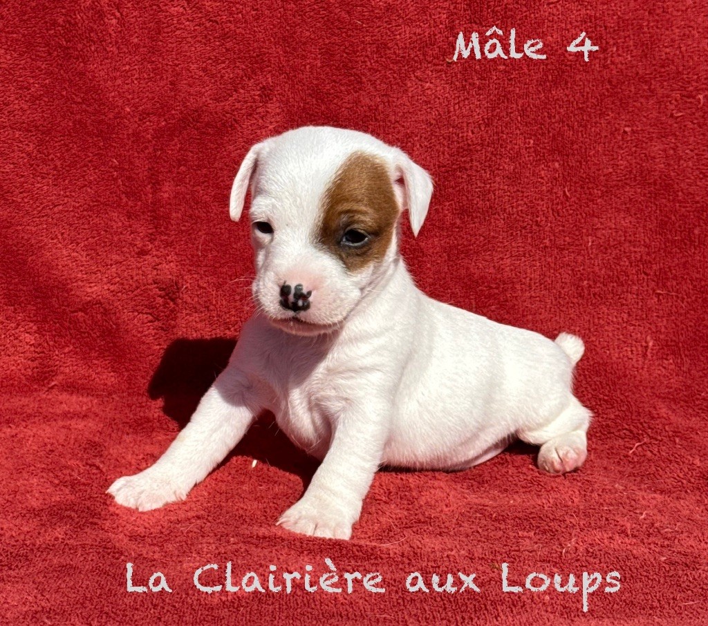 du Domaine de la Clairiere aux Loups - Chiots disponibles - Jack Russell Terrier