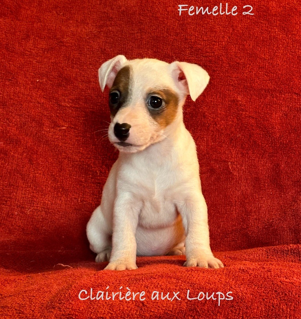 CHIOT femelle 2 VITAMINE