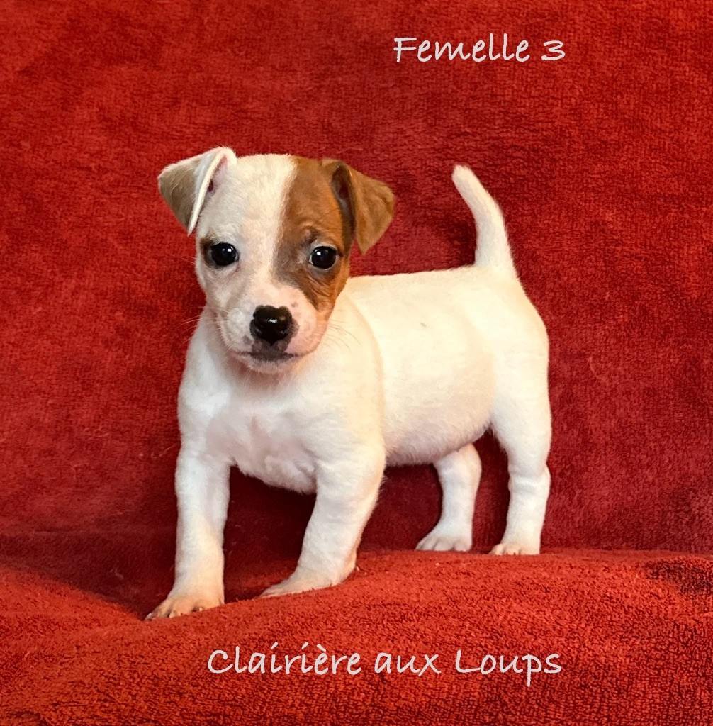 CHIOT femelle 3 VAÏNA