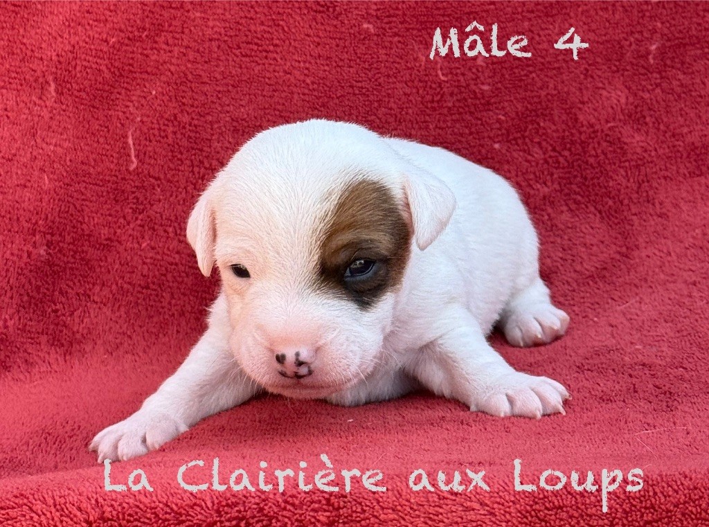 du Domaine de la Clairiere aux Loups - Chiots disponibles - Jack Russell Terrier