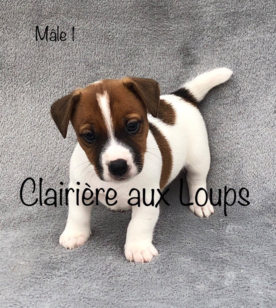 du Domaine de la Clairiere aux Loups - Jack Russell Terrier - Portée née le 08/08/2020