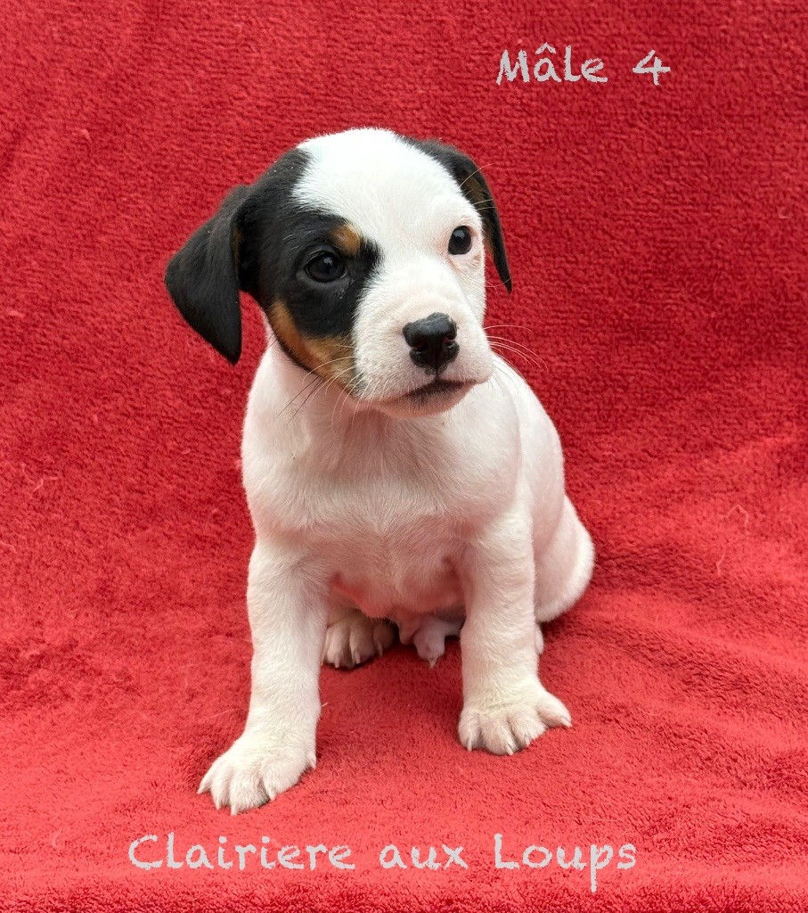 du Domaine de la Clairiere aux Loups - Chiots disponibles - Jack Russell Terrier