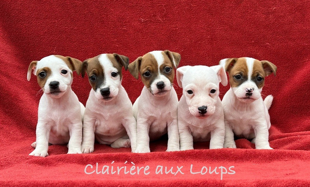 Chiot Jack Russell Terrier du Domaine de la Clairiere aux Loups