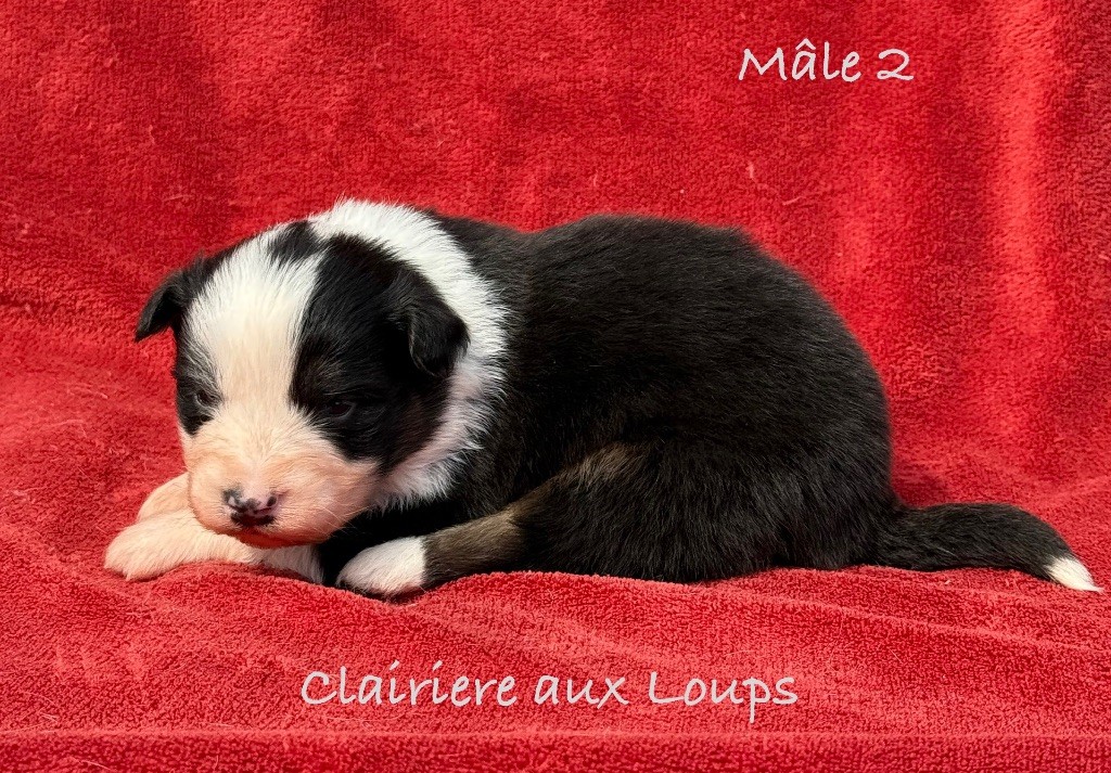 du Domaine de la Clairiere aux Loups - Chiots disponibles - Berger Australien