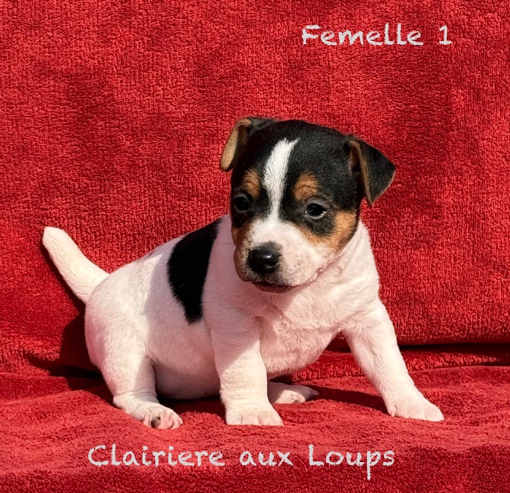 CHIOT FEMELLE 1