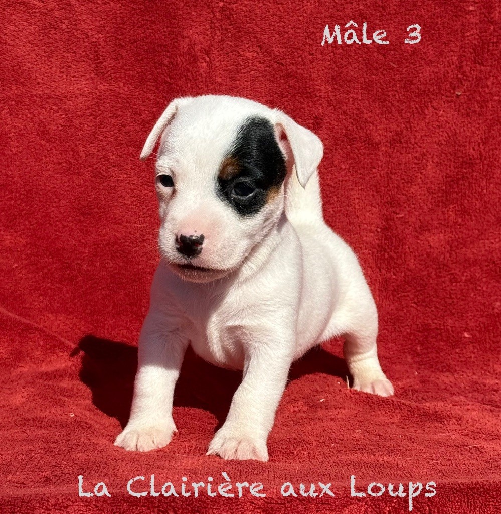 du Domaine de la Clairiere aux Loups - Chiots disponibles - Jack Russell Terrier