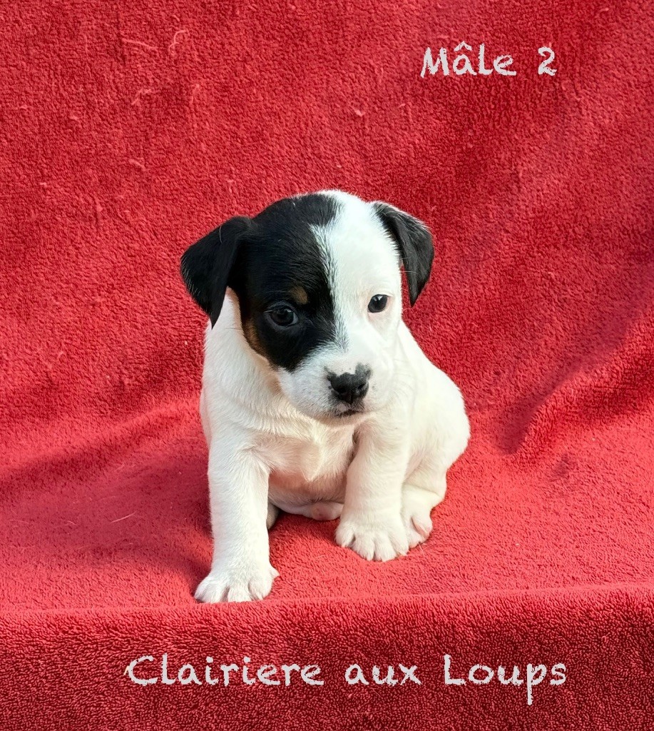 du Domaine de la Clairiere aux Loups - Chiots disponibles - Jack Russell Terrier