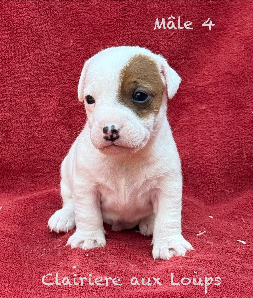 du Domaine de la Clairiere aux Loups - Chiots disponibles - Jack Russell Terrier