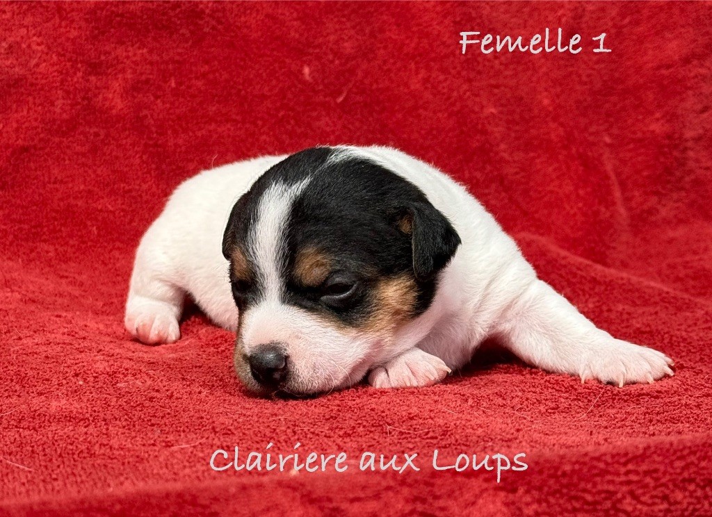du Domaine de la Clairiere aux Loups - Chiots disponibles - Jack Russell Terrier