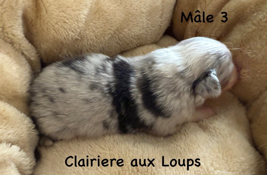 du Domaine de la Clairiere aux Loups - Chiots disponibles - Berger Australien
