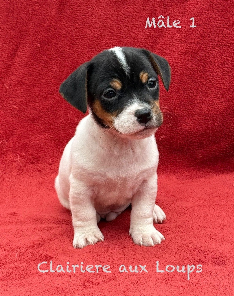 du Domaine de la Clairiere aux Loups - Chiots disponibles - Jack Russell Terrier