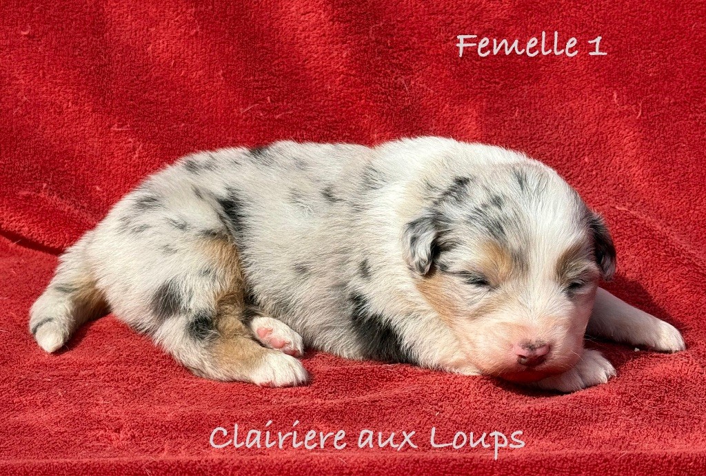 du Domaine de la Clairiere aux Loups - Chiots disponibles - Berger Australien