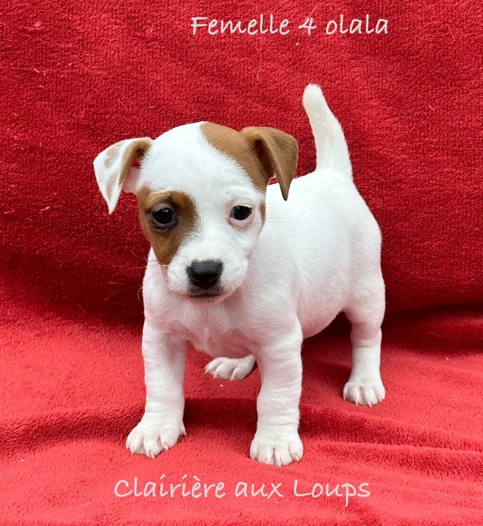 CHIOT femelle 4