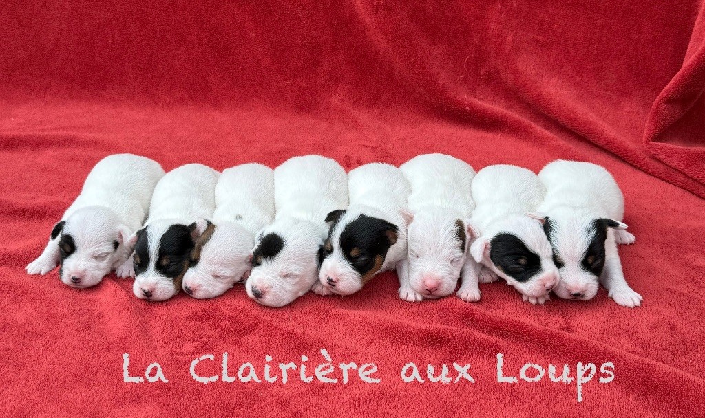 Chiot Jack Russell Terrier du Domaine de la Clairiere aux Loups