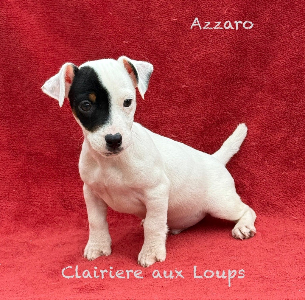 du Domaine de la Clairiere aux Loups - Jack Russell Terrier - Portée née le 18/07/2025