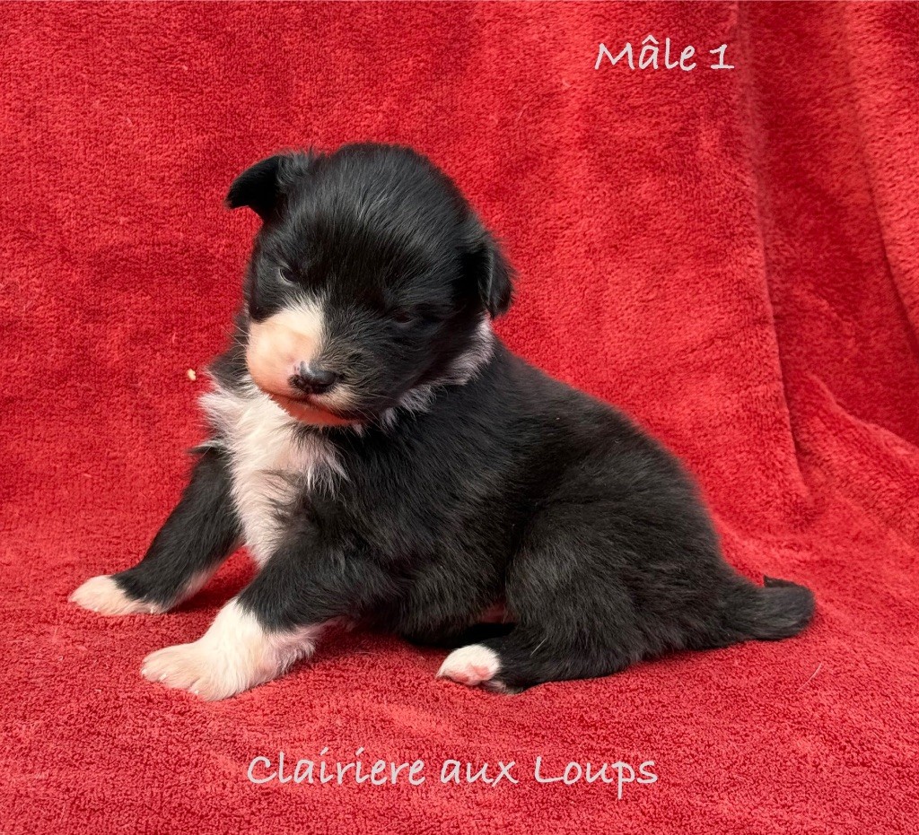 du Domaine de la Clairiere aux Loups - Chiots disponibles - Berger Australien