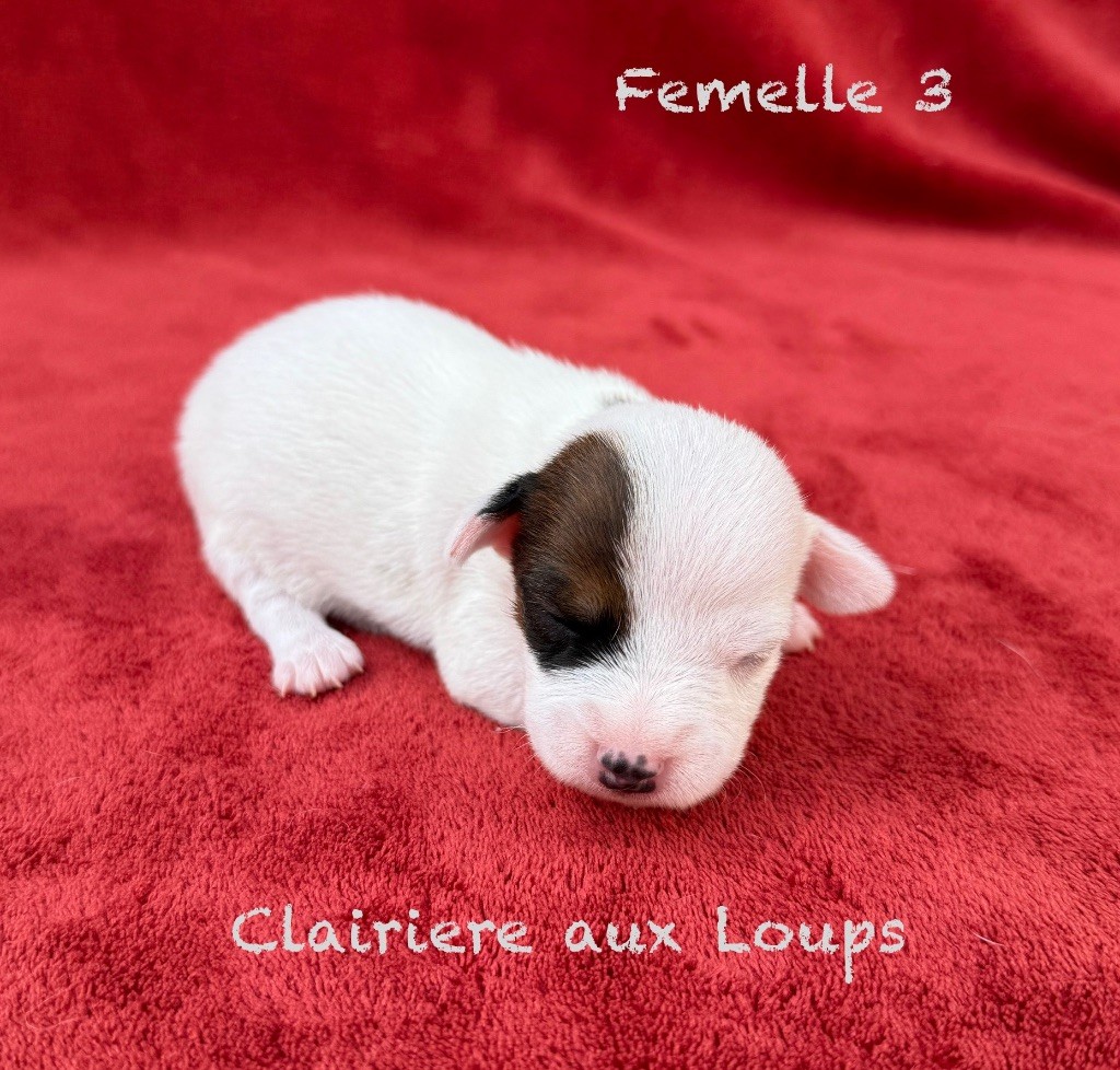 du Domaine de la Clairiere aux Loups - Chiots disponibles - Jack Russell Terrier