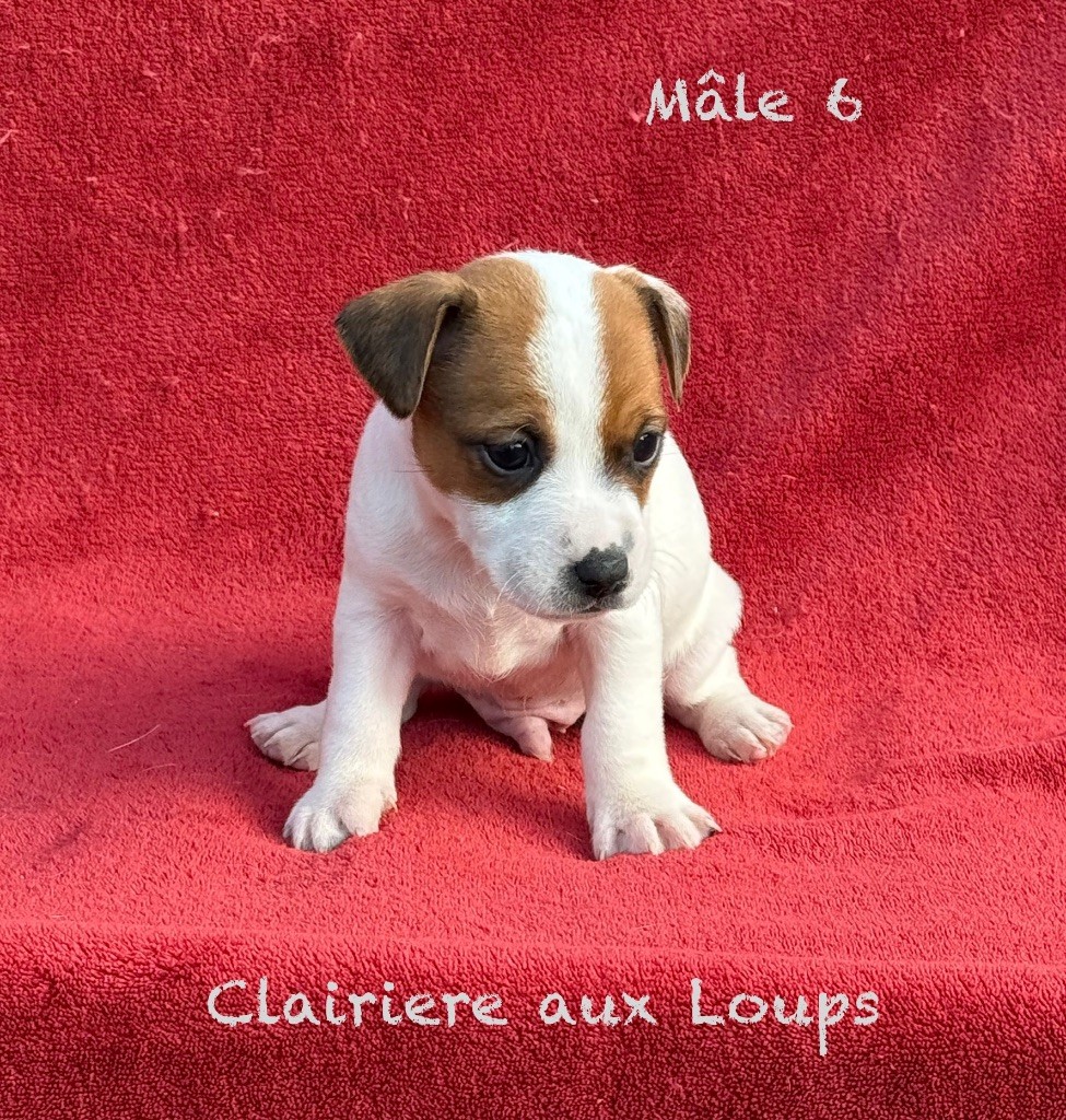 du Domaine de la Clairiere aux Loups - Chiots disponibles - Jack Russell Terrier