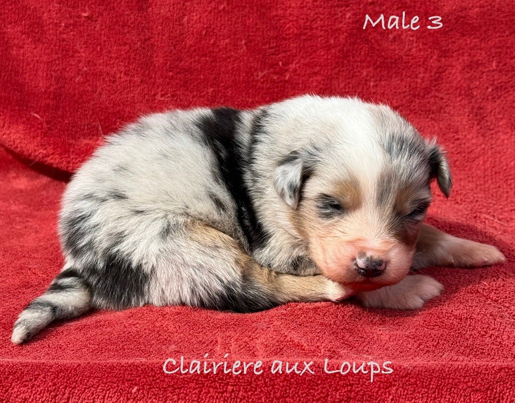 du Domaine de la Clairiere aux Loups - Chiots disponibles - Berger Australien