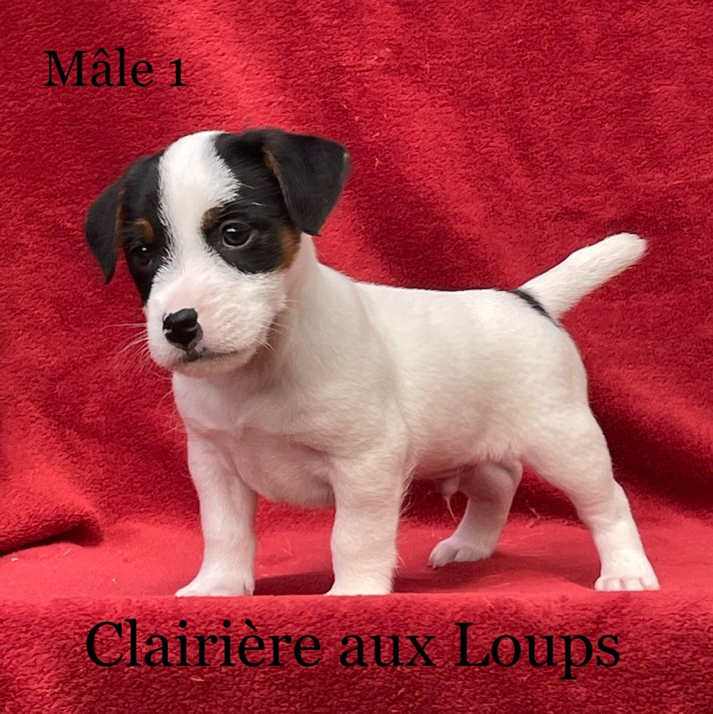 du Domaine de la Clairiere aux Loups - Jack Russell Terrier - Portée née le 16/04/2022
