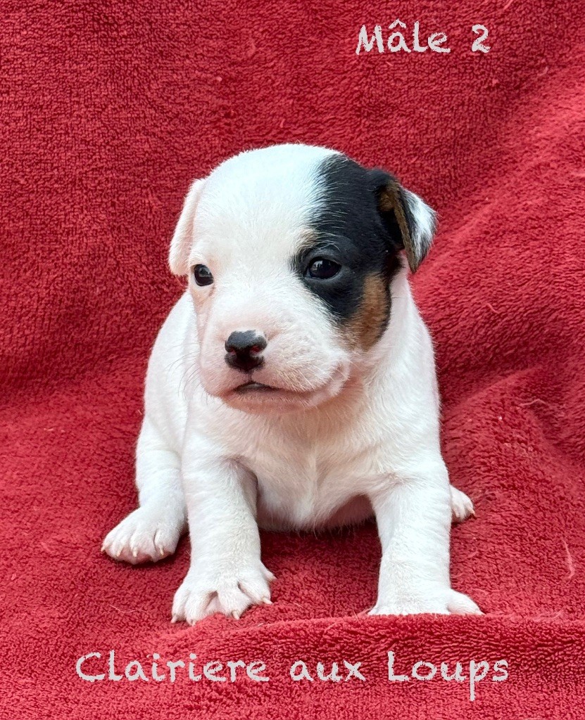 du Domaine de la Clairiere aux Loups - Chiots disponibles - Jack Russell Terrier