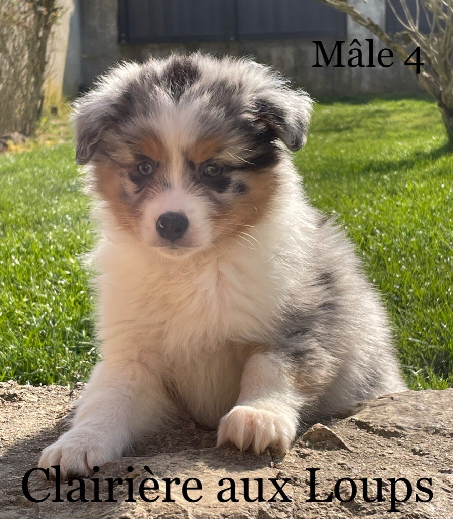 du Domaine de la Clairiere aux Loups - Berger Australien - Portée née le 30/01/2022