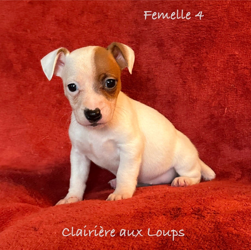 CHIOT femelle 4 VICKY