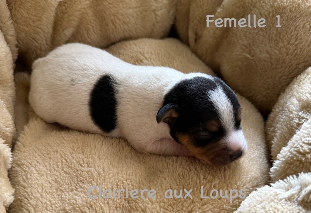 du Domaine de la Clairiere aux Loups - Chiots disponibles - Jack Russell Terrier