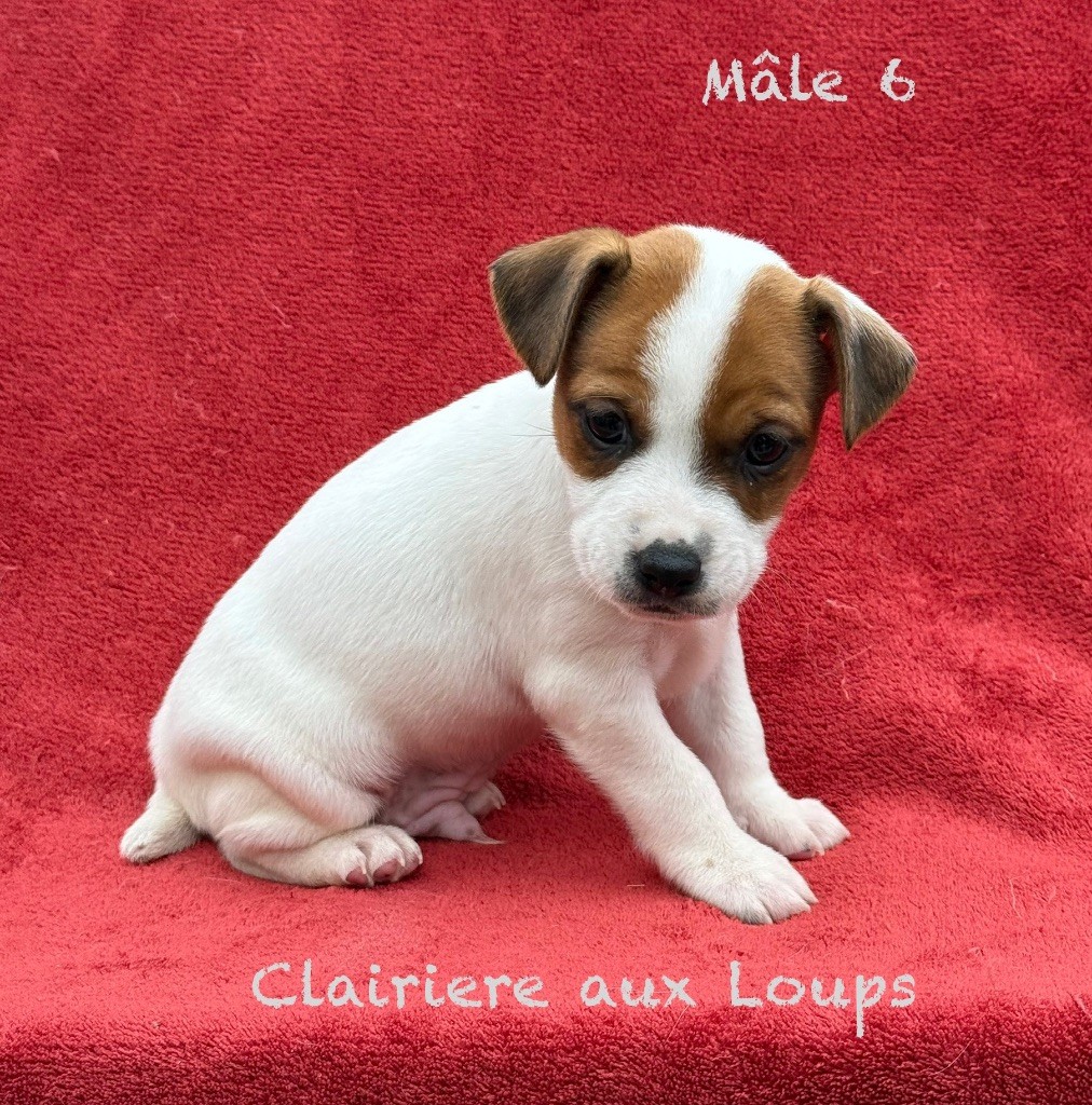 du Domaine de la Clairiere aux Loups - Chiots disponibles - Jack Russell Terrier